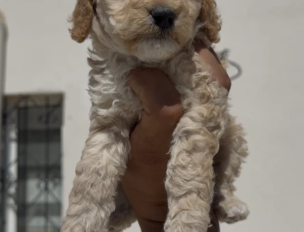 Irk ve sağlık garantili Maltipoo bebekler - 5550