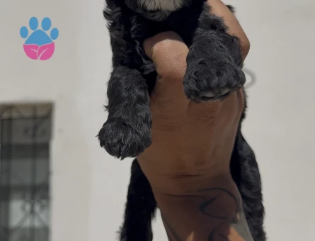 Irk ve sağlık garantili Maltipoo bebekler