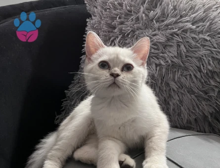 British shorthair yavrumuz