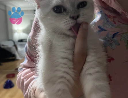 British shorthair yavrumuz