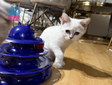British shorthair yavrumuz
