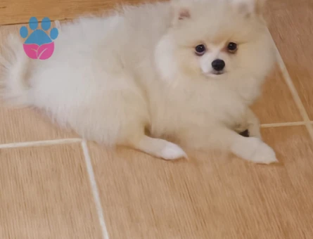 Sevimli Pomeranian Boo Akıllı Bebekler - 5554
