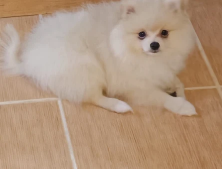 Sevimli Pomeranian Boo Akıllı Bebekler - 5554