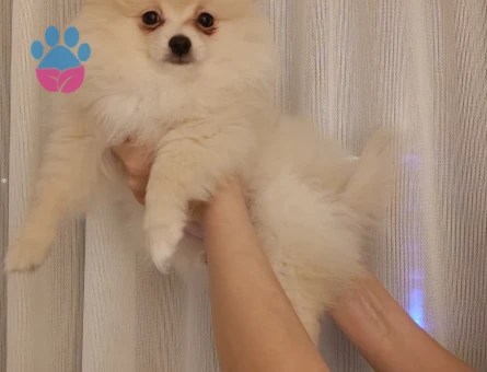 Sevimli Pomeranian Boo Akıllı Bebekler