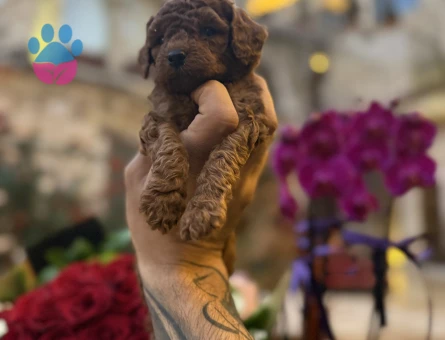 Irk ve sağlık garantili Toypoodle yavrularımız.