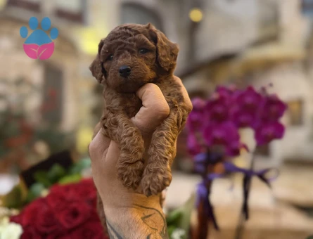 Irk ve sağlık garantili Toypoodle yavrularımız. - 5555