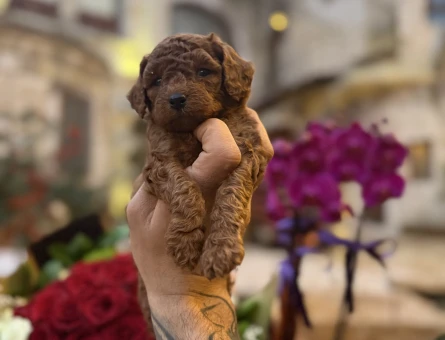 Irk ve sağlık garantili Toypoodle yavrularımız. - 5555