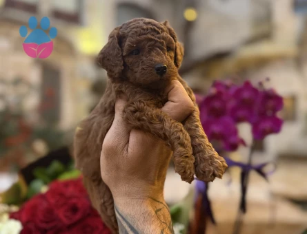 Irk ve sağlık garantili Toypoodle yavrularımız.