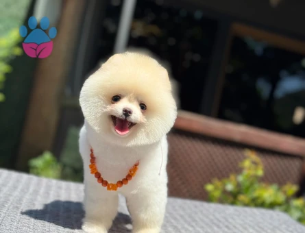 Harika Renk Pomeranian Boo Safkan TeddyBear Bebekler - 5556
