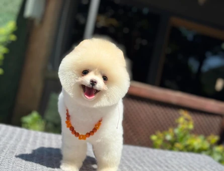 Harika Renk Pomeranian Boo Safkan TeddyBear Bebekler - 5556