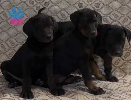 Irk ve sağlık garantili Doberman yavrularımız. - 5558