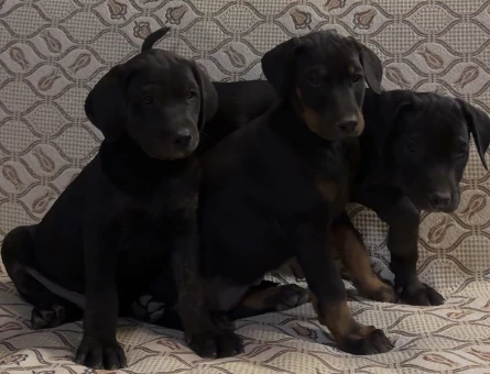 Irk ve sağlık garantili Doberman yavrularımız. - 5558