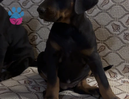Irk ve sağlık garantili Doberman yavrularımız.