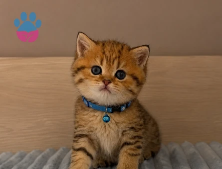 British Shorthair Yakışıklı Bey Golden Tabby Erkek