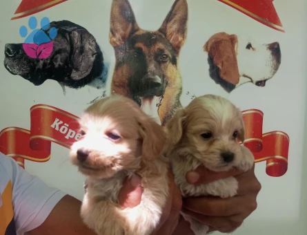 Bursa'dan Safkan Maltipoo bebekler - 5563