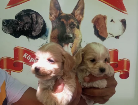 Bursa'dan Safkan Maltipoo bebekler - 5563