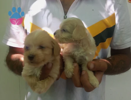 Bursa'dan Safkan Maltipoo bebekler