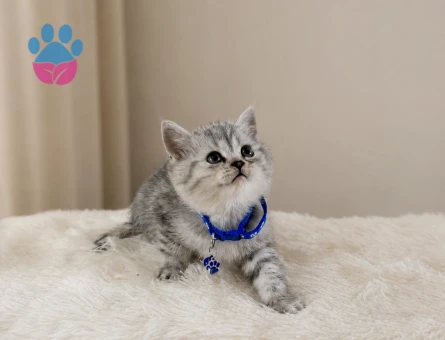 British Shorthair Silver Tabby Erkek Top Kafa Yavrumuz - 5564