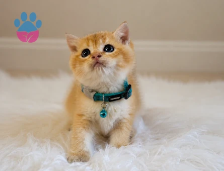 British Shorthair Erkek Golden Yavrumuz