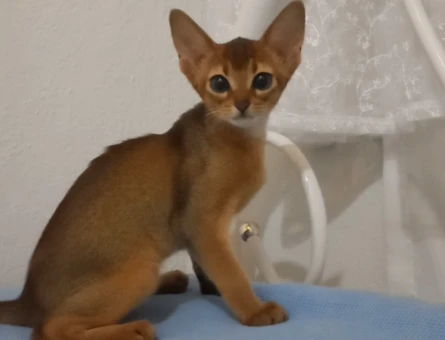 MUHTEŞEM TÜYLÜ TÜY DÖKMEYEN SAFKAN HABEŞ KEDİSİ - 5566