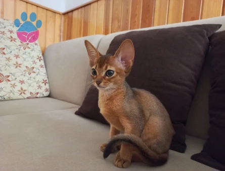 MUHTEŞEM TÜYLÜ TÜY DÖKMEYEN SAFKAN HABEŞ KEDİSİ