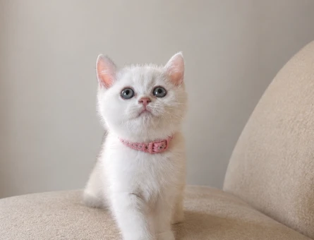 Işıldayan Güzellik British Shorthair Kızımız - 5568