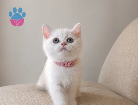 Işıldayan Güzellik British Shorthair Kızımız