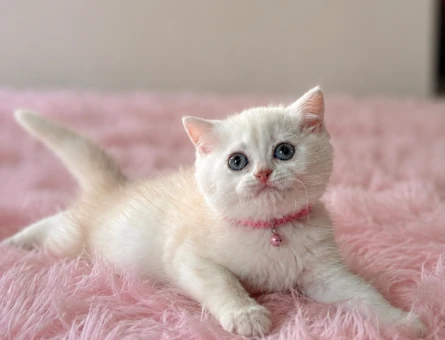 Keyfine Düşkün British Shorthair Dişi Yavrumuz - 5570