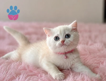 Keyfine Düşkün British Shorthair Dişi Yavrumuz