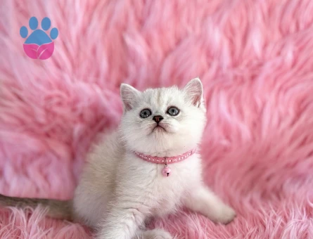 British Shorthair Golden Point Yavrumuz - 5571