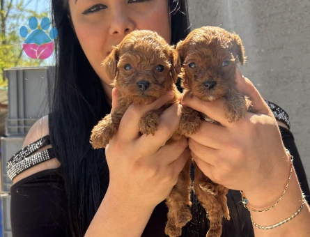 Sağlık ve ırk garantili kore poodle yavrularım - 5572