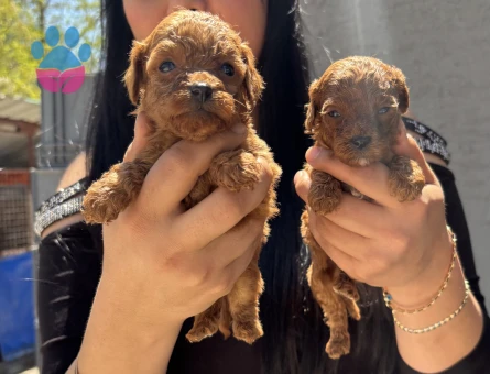 Sağlık ve ırk garantili kore poodle yavrularım