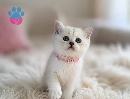 British Shorthair Point Güzelliklerimiz - 5574