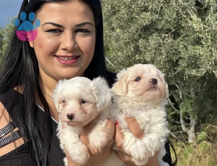 Safkan Maltese terrier yavrularım