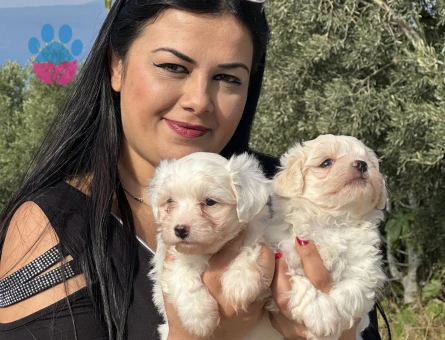 Safkan Maltese terrier yavrularım