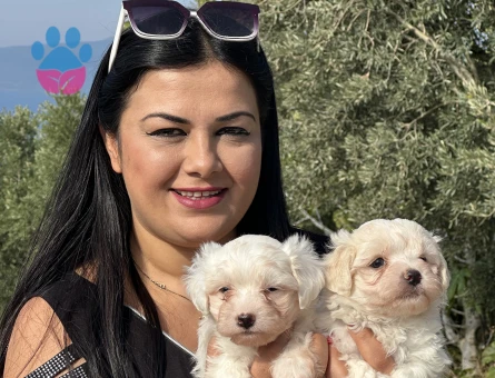 Safkan Maltese terrier yavrularım