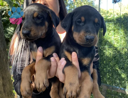 Sağlık ve ırk garantili üst kalite doberman yavrularım