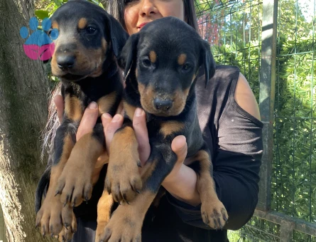 Sağlık ve ırk garantili üst kalite doberman yavrularım