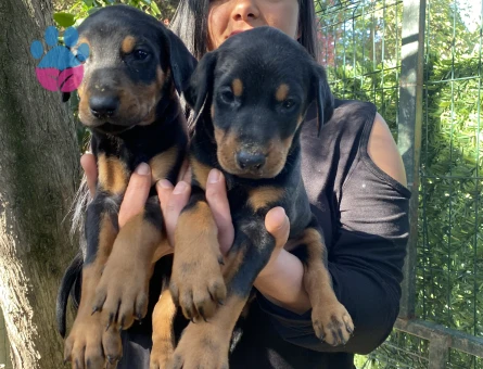 Sağlık ve ırk garantili üst kalite doberman yavrularım