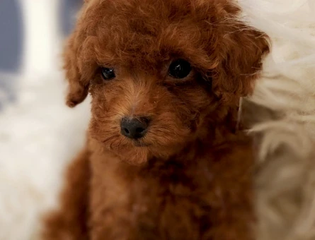 Oyuncak Toy Poodle - 5576