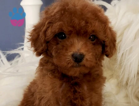 Oyuncak Toy Poodle