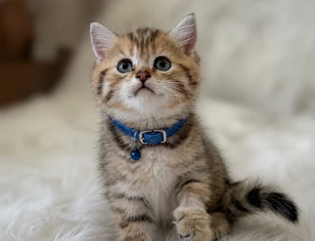 British Shorthair Golden Tabby Black Yavrumuz - 5582