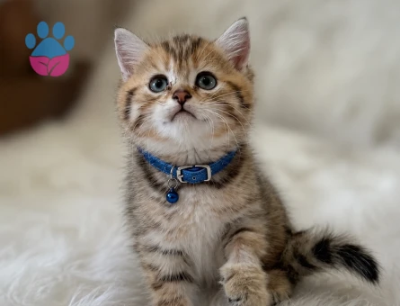 British Shorthair Golden Tabby Black Yavrumuz