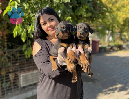 Safkan king doberman yavrularım