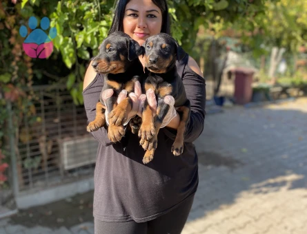 Safkan king doberman yavrularım