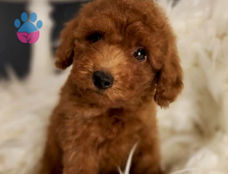 Afacan Toy Poodle Erkek Yavrumuz - 5580