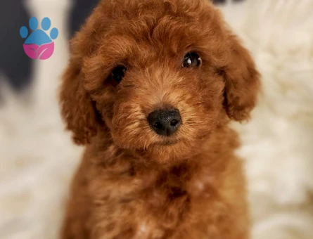 Afacan Toy Poodle Erkek Yavrumuz