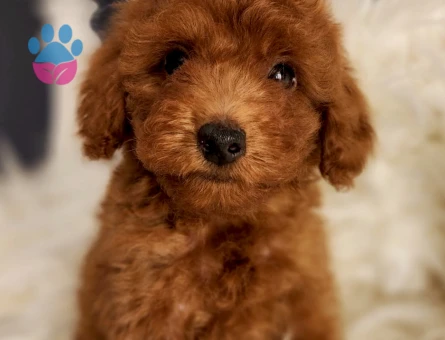 Afacan Toy Poodle Erkek Yavrumuz