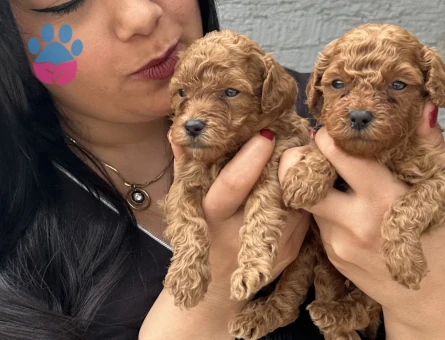 Ufacık toy poodle yavrularım - 5581
