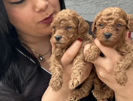 Ufacık toy poodle yavrularım - 5581